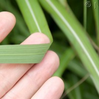 Elephant Grass